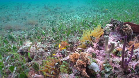 Anemones Groupe Video stock 236053583
