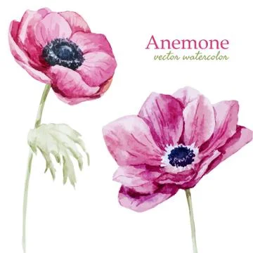 Anemones Illustrazione stock
