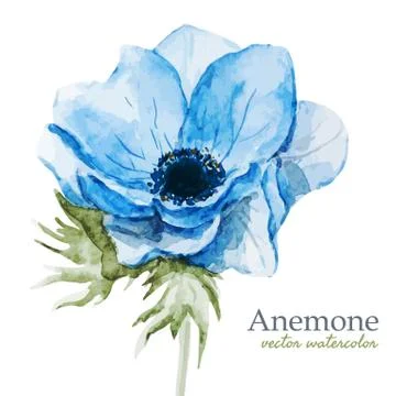 Anemones Stock Illustration