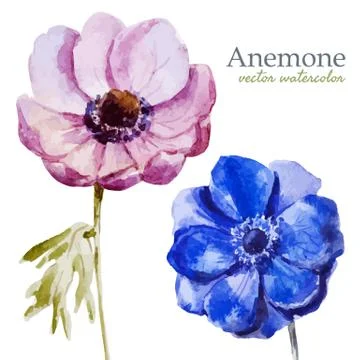 Anemones Stock Illustration