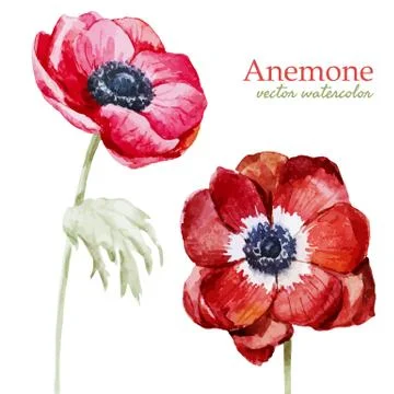 Anemones Stock Illustration