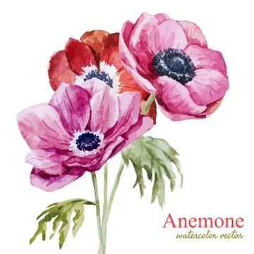 Anemones Stock Illustration