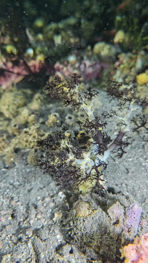 Anemone's movable tentacles Stock Footage 341298934