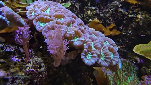 Anemones moving slowly  Stock Footage 269841836