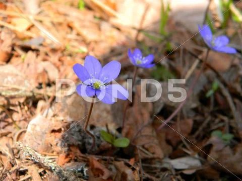 Anemones Stock Photos