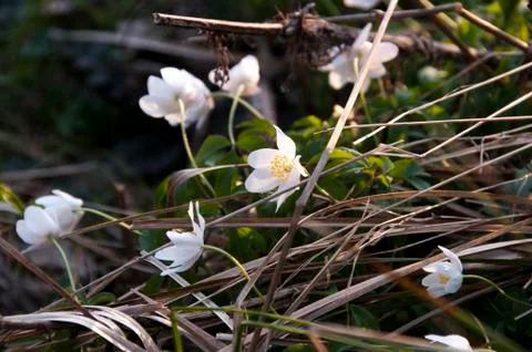Anemones Stock Photos