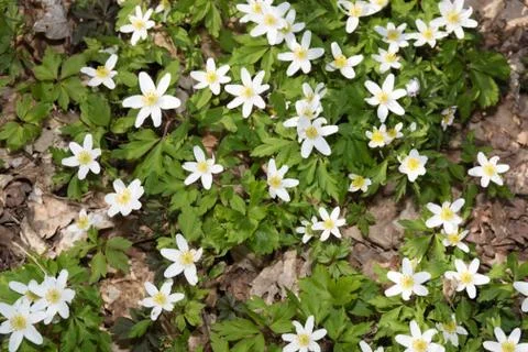 Anemones Stock Photos