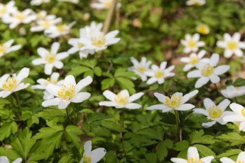 Anemones Stock Photos