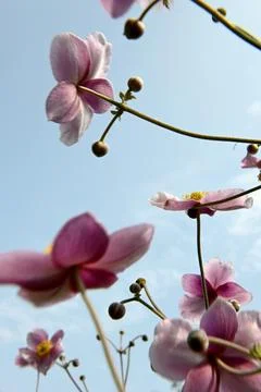 Anemones Foto stock