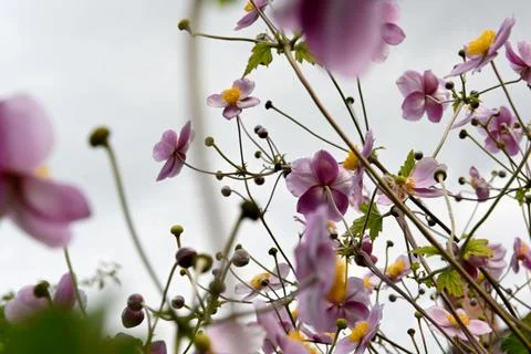 Anemones Foto stock