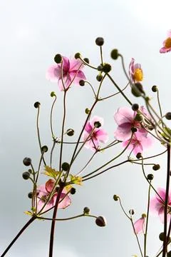 Anemones Foto stock