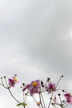 Anemones Stock Photos