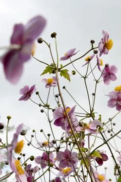 Anemones Foto stock
