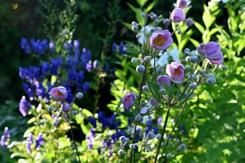 Anemones Stock-Fotos