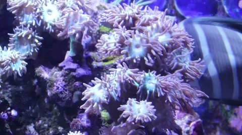 Anemones with tentacles Stock Footage 52349511