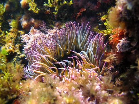 Anemonia sulcata Stock Photos