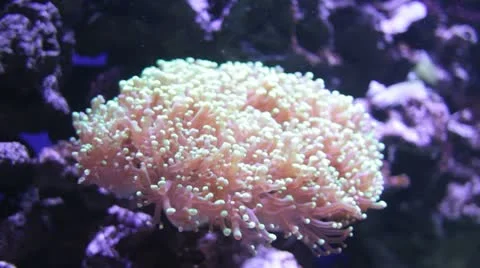 Anenome Stockbeeldmateriaal 21897954