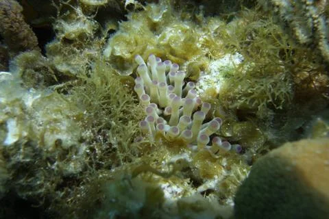 Anenome Stock Photos