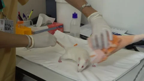Anesthesia on Mouse for Surgery Stock-Footage 134212106