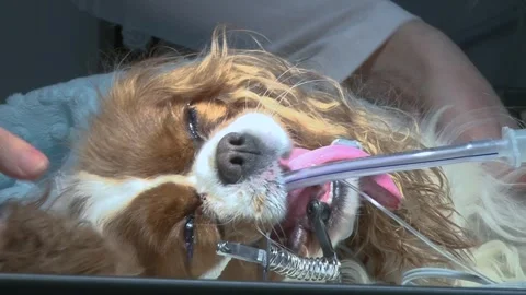 Anesthetized Dog Intubated During Veterinary Surgery Vídeos de archivo 343883275