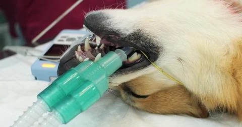 Anesthetized dog lies on the operating table connected through tubes to a gas Stock Photos
