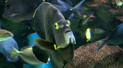 Angel fish face Stock Footage 305708