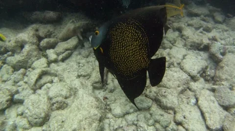 Angel Fish Stock-Footage 7754744