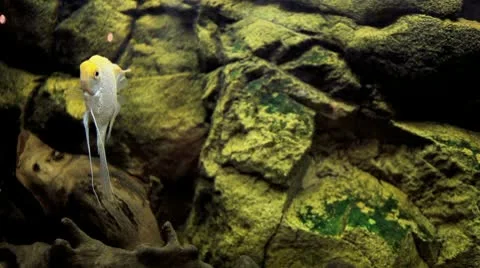 Angel-fish Stock Footage 10571405