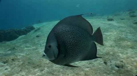 Angel Fish Stock Footage 10922077