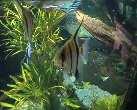 Angel Fish Stock Footage 22520724