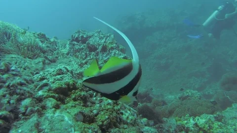 Angel Fish Stock Footage 82649254