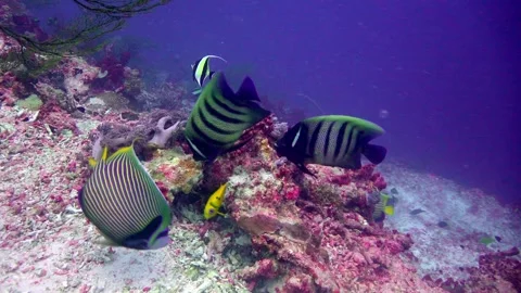 Angel fish Stock Footage 201449124