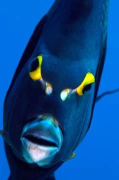 Angel fish Stock-Fotos