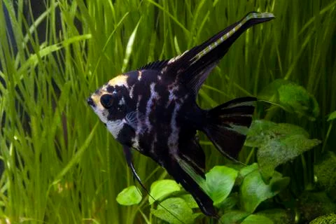 Angel fish Stock Photos