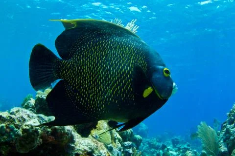 Angel fish Stock Photos