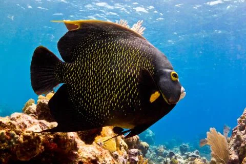 Angel fish Stock Photos