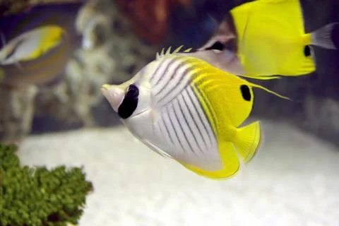 Angel fish Foto stock