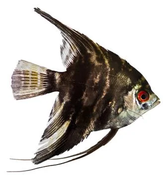 Angel fish Stock Photos