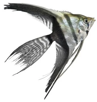 Angel fish Stock Photos