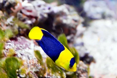 Angel fish Stock Photos