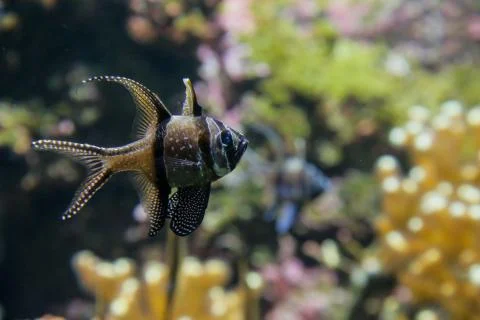 Angel fish Stock Photos