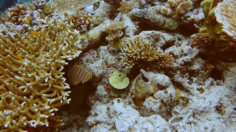 Angel fish playing between amazing alive coral reef. Exciting and unforgeable Stock Footage 199774620