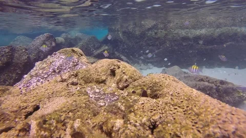 Angel Fish on rocks close Stock Footage 135545030