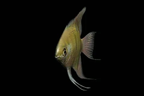 Angel fish1 Stock Footage 18453720