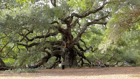 The Angel Oak, a massive ancient live oak tree near Charleston, South Carolina Stock Footage 72421558