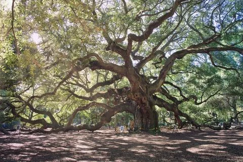 Angel Oak Tree Stock Photos