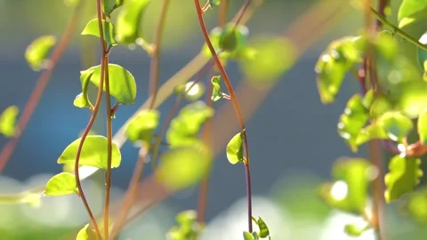 Angel vines intertwining stems, bright green leaves in soft sunlight background Stock Footage 280009447