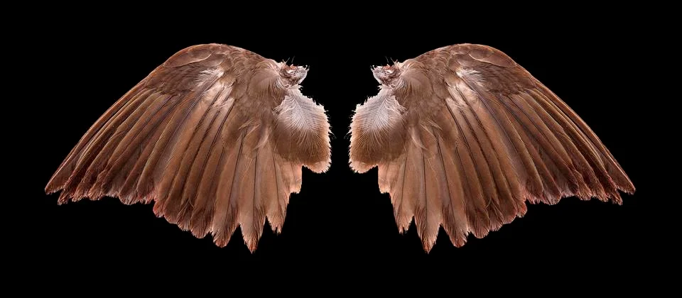 Angel wings on black background Stock Photos