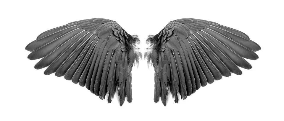 Angel wings on white background Stock Photos