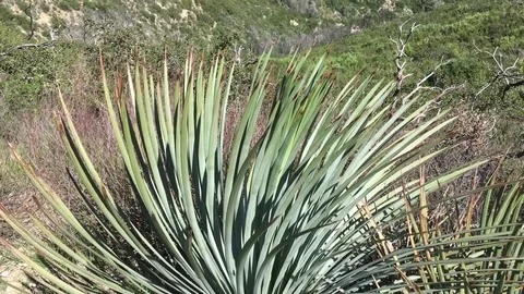 Angeles Crest Spring Stock Footage 74111388